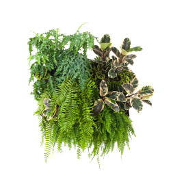 A vertical garden with plants suspended 