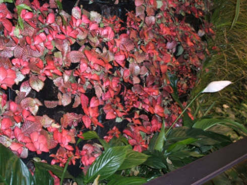 red plants